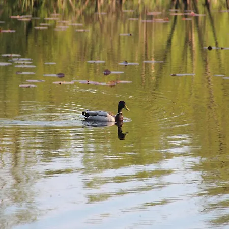In Near Amber Baltic Golf * Kołczewo